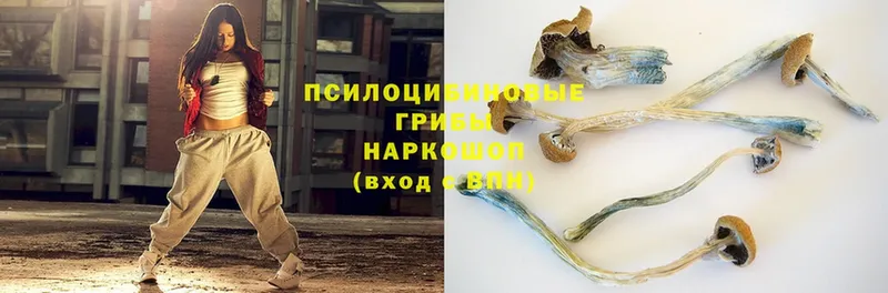 где продают   Борисоглебск  Галлюциногенные грибы Cubensis 